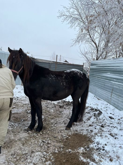 Продам кобылу обученую
