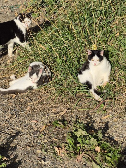 Котятта живут на лестнице