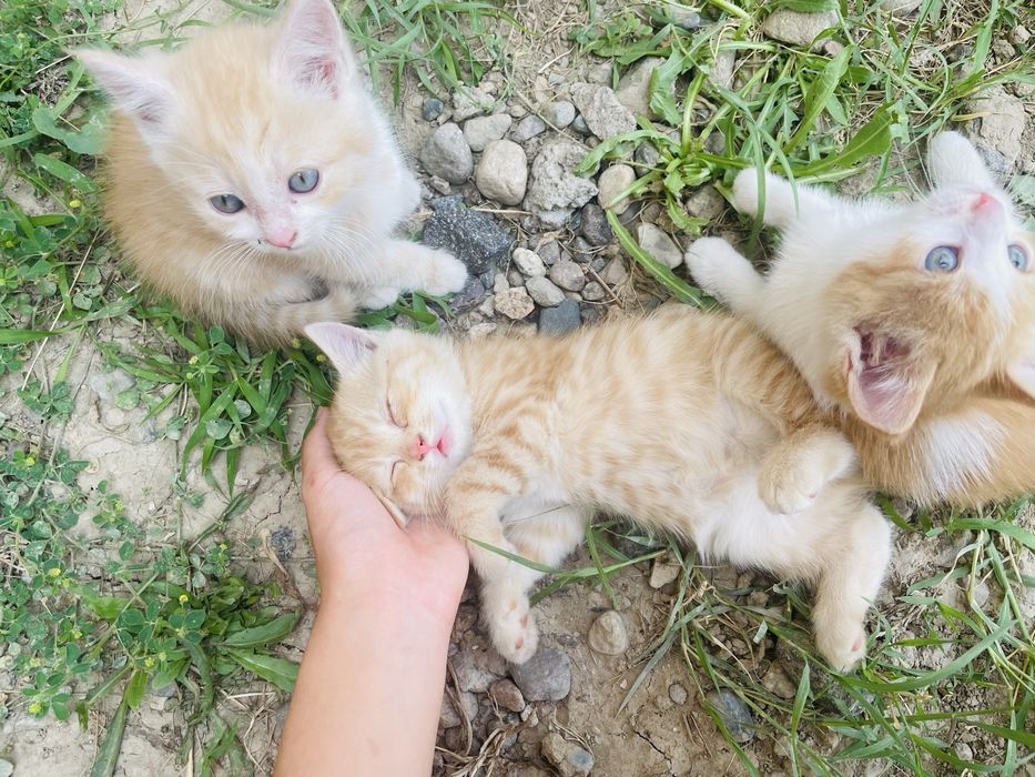 Котята 2месяца мальчики и девочка