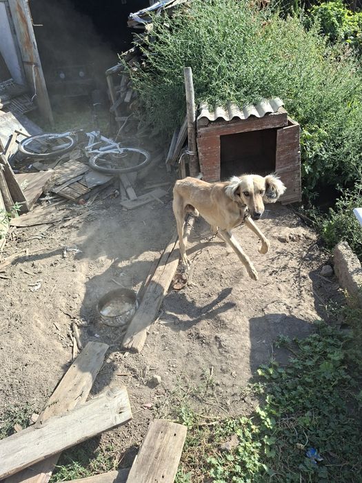 Продам чистокровного тазы