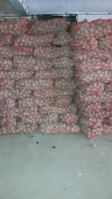 Картофи СЕМЕ Агата Ривиера Сорая