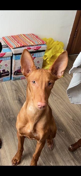 Фараонова собака