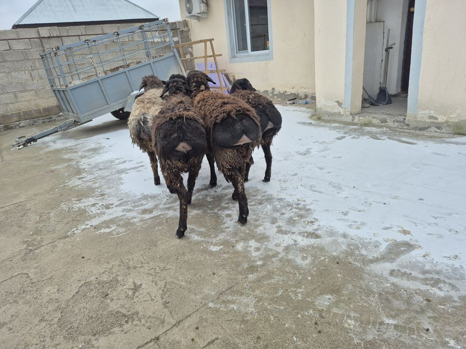 Кошкар кошкарлар кой қой қошқар