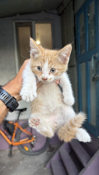 Котики 1 месяц ищут хозяев
