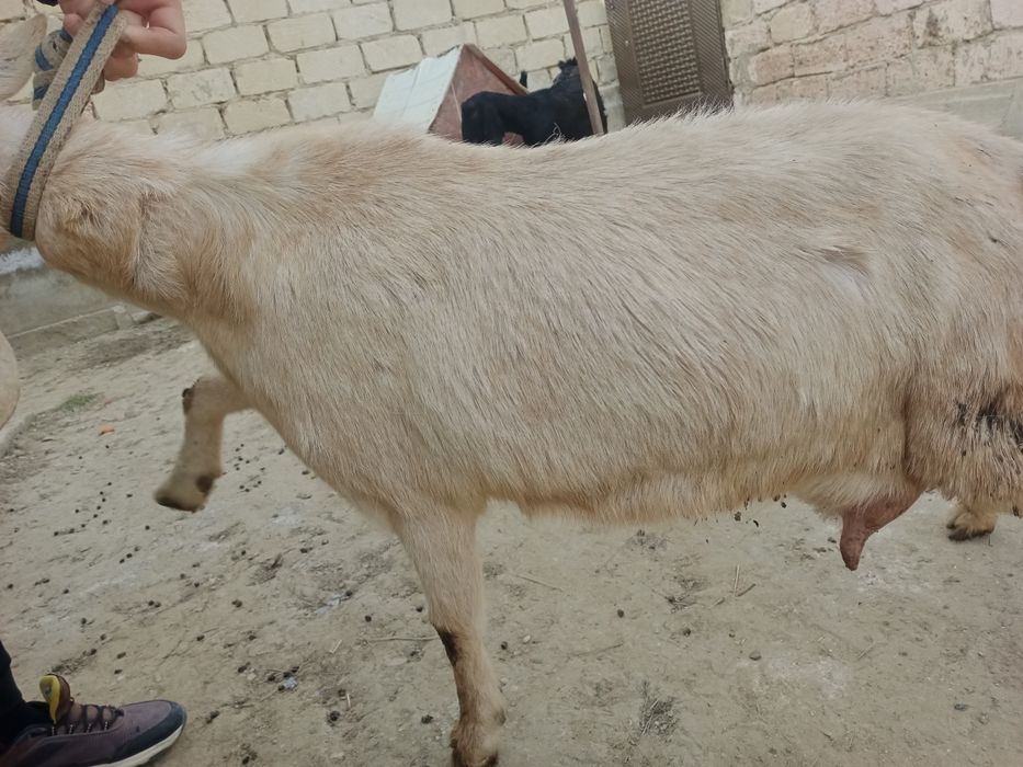 Ешкі сауынды сатылады