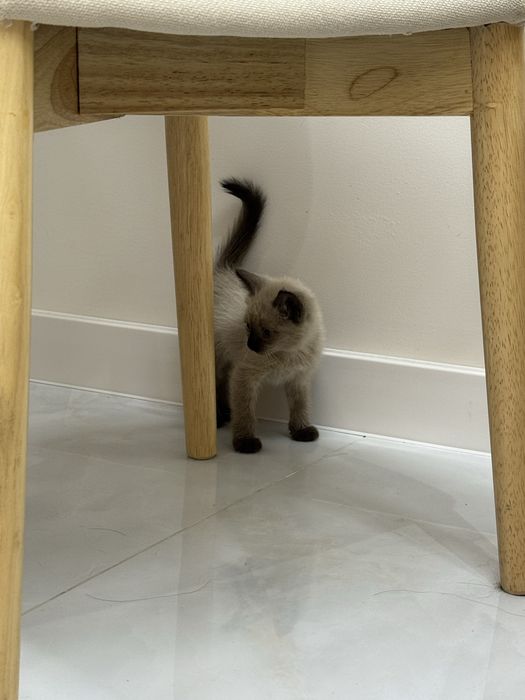 Котенок в добрые руки