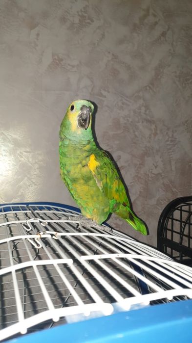 Папугай Амазонка