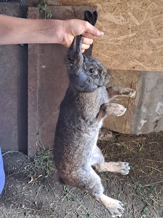 Vând  2 masculi și 2 femele