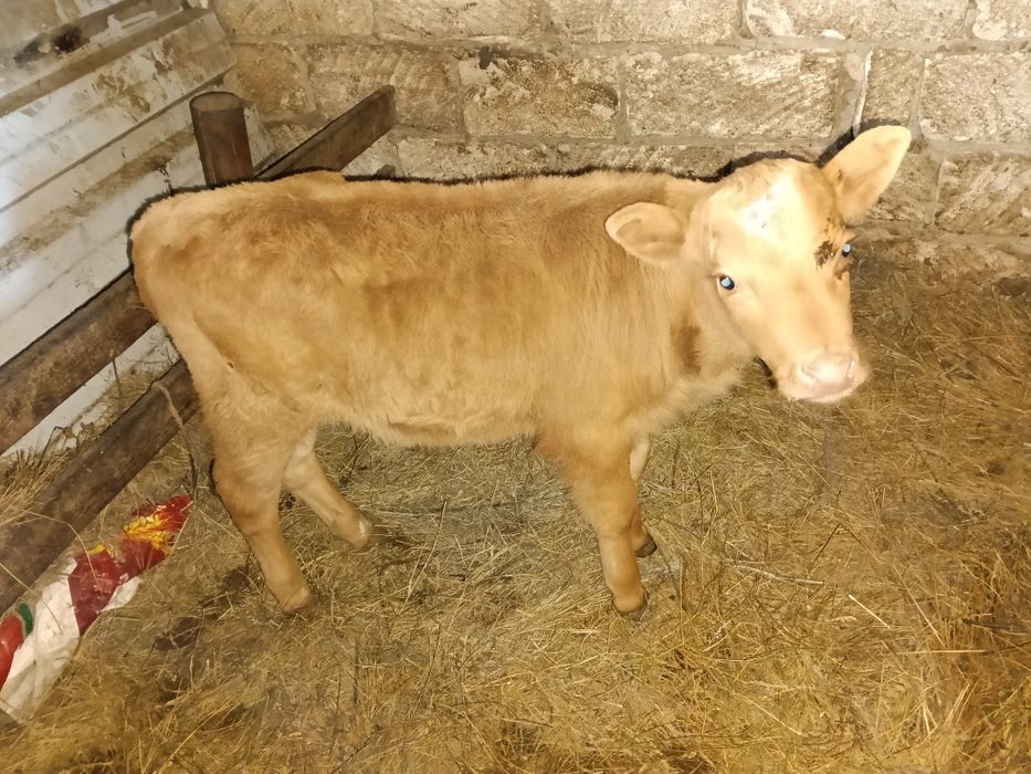 Бұзау сатылады...