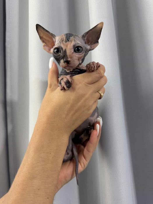 Продажа Сфинксов