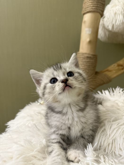 Шотландские котята!