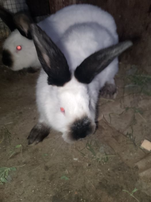 Калифорнийа куйонлар сотилади kaliforniya zotli quyon sotiladi