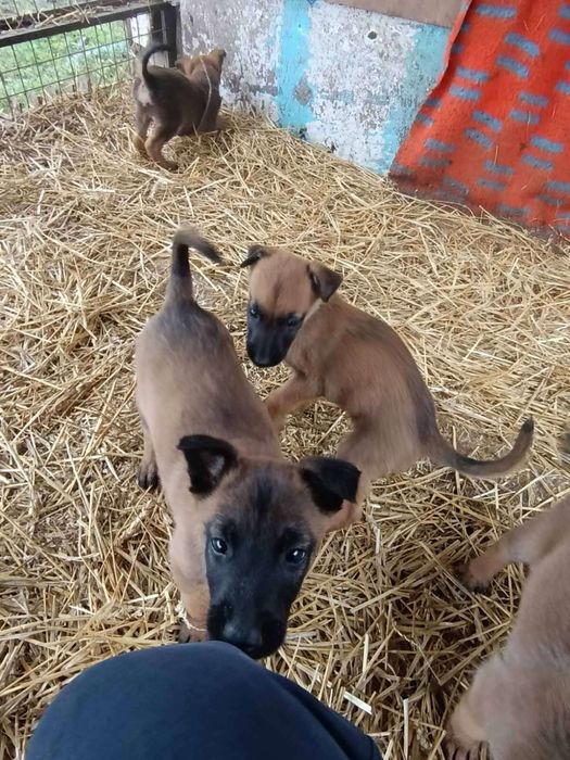 Белгийка овчарка-Малиноа