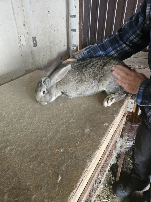 Продам кроликов разных пород