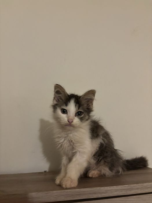 Spre adoptie 2 pisoiasi