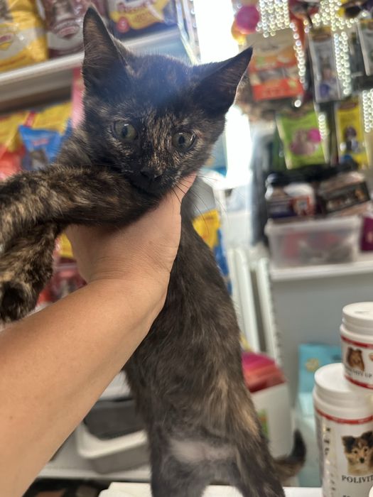 Котенок девочка игривая