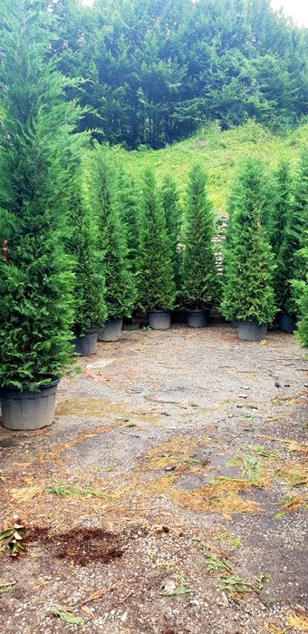 Vindem tuia leylandy 4/5m la ghiveci