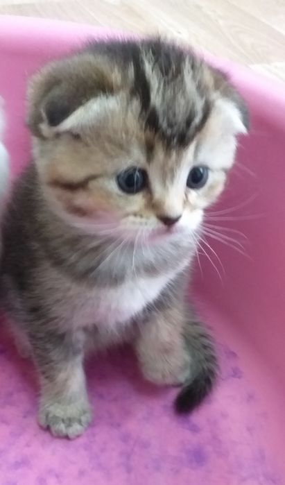 Котята Вислоушки  Скоттиш фолд