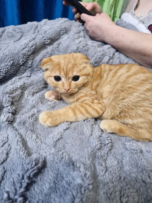 Продам котят шотландцы