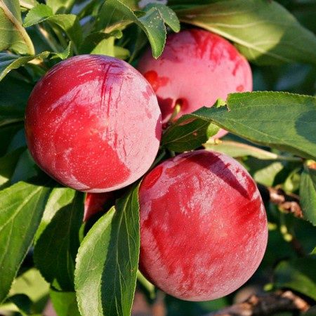 Prun (Soiul Fortune )