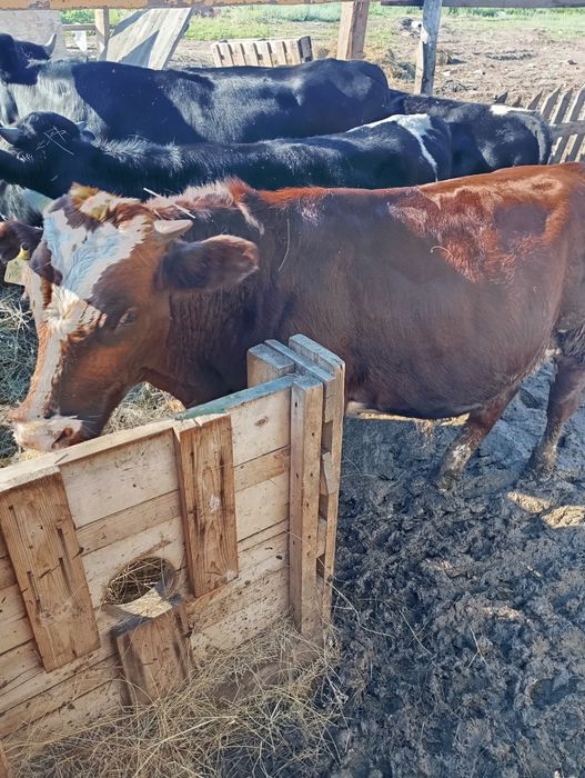 Продам годовалых бычков