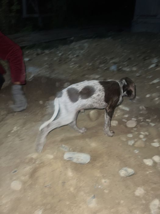 Продам щенок дратхар