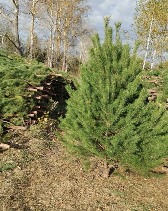 Сосна елка ель оптом