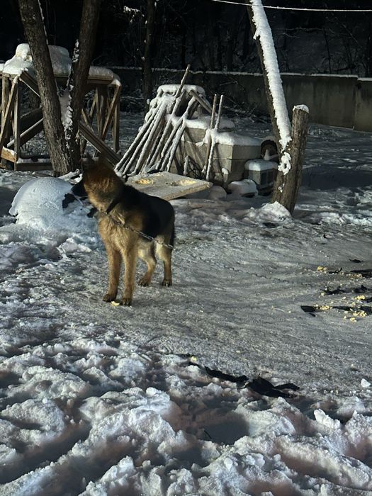 Продам Немецкую овчрку