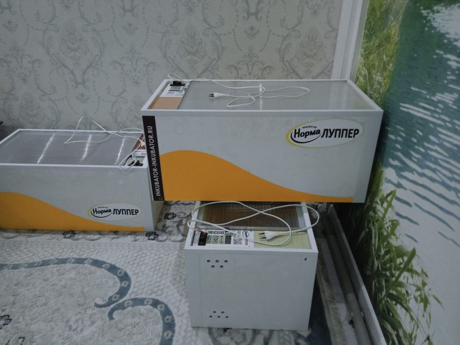 Инкубатр норма лупер