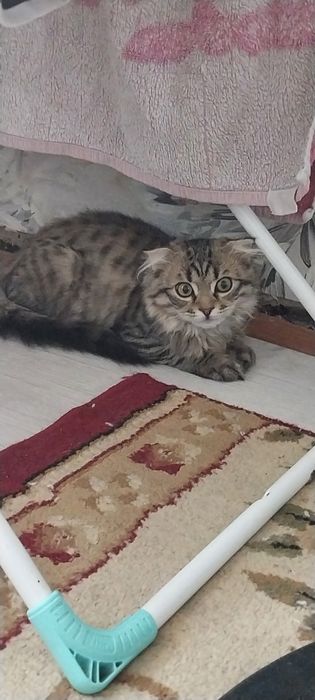 Отдам котёнка бесплатно