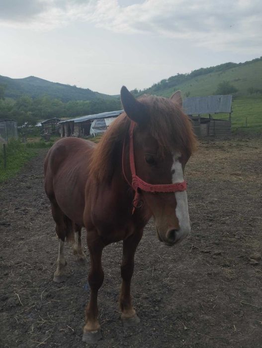 Mânz de vânzare preț privat