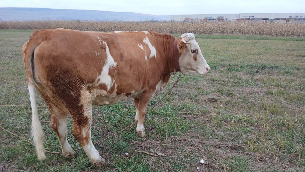 Junca Baltata romaneasca