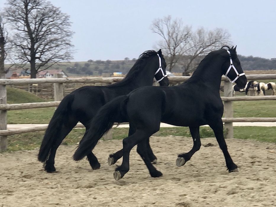 TOP Friesian armăsari Friesieni