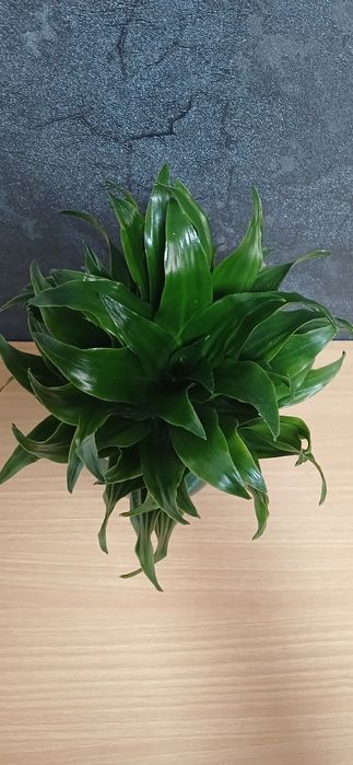 Комнатные растения от 2500