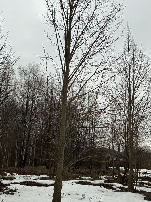 Дуб ясень липа береза каштан