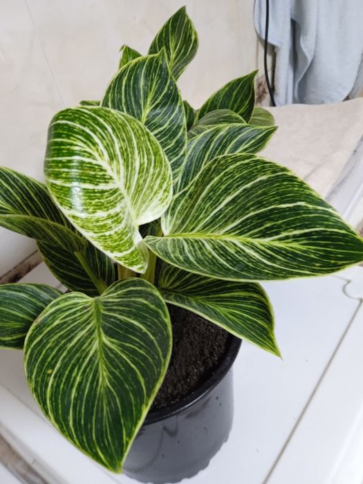 Фикусы,Аглоанемы,филадендроны