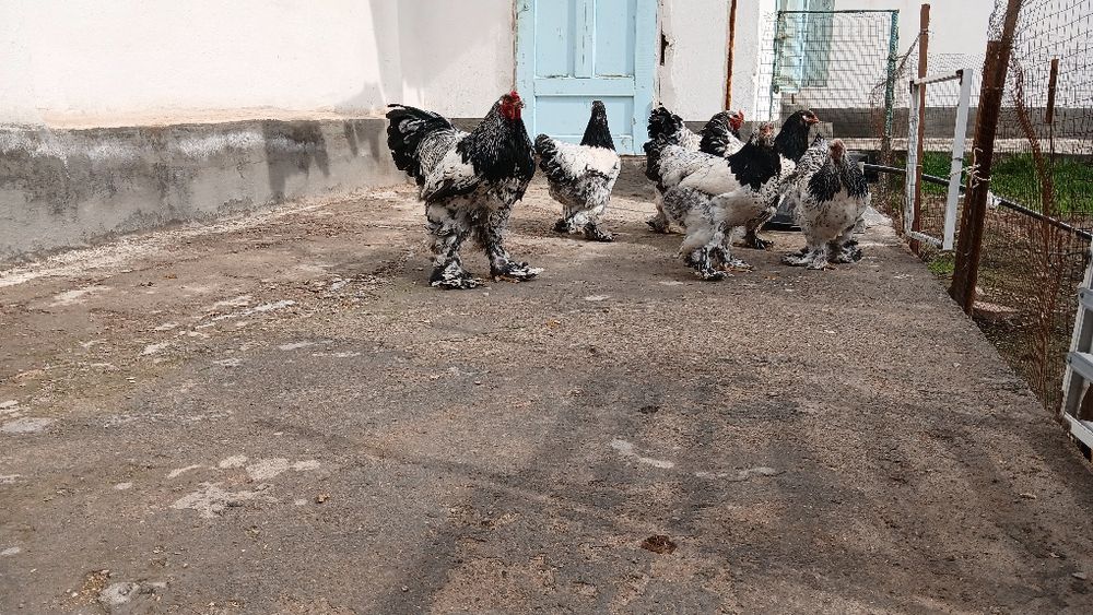 Brama tochkaliklar sptuvda