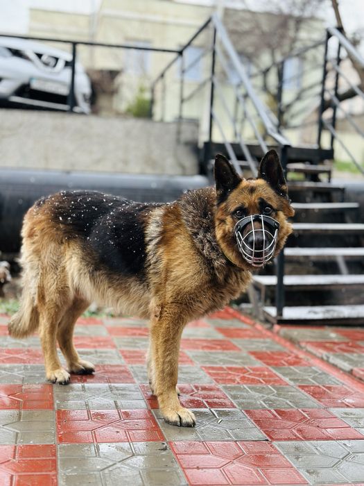 Рагнар! Ищет своих старых хозяев или новых