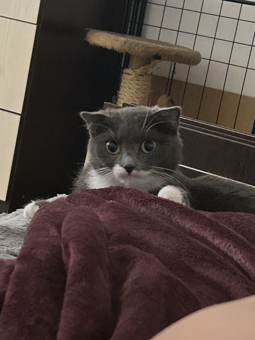 Отдам в хорошие руки