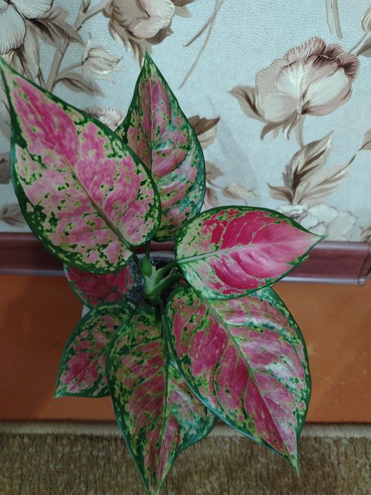 Продам комнатный цветок