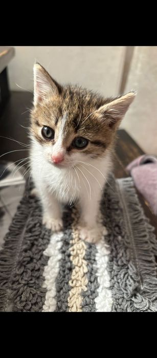 Котенок мальчик в добрые руки
