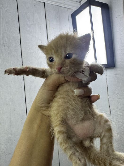 Отдам даром котят