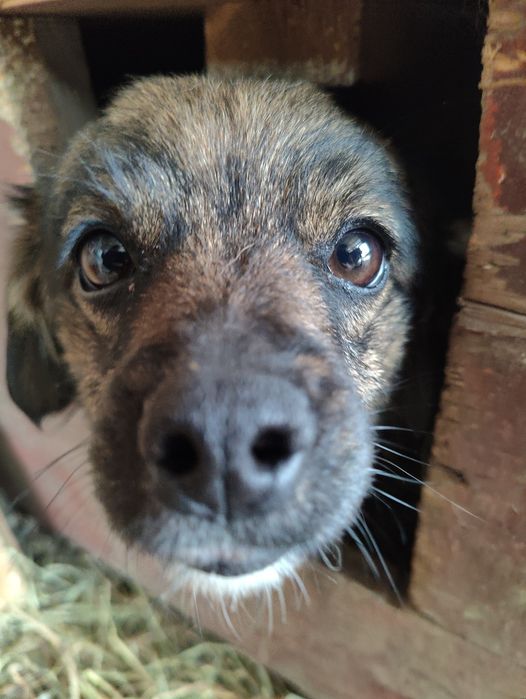 Donez 3 cățelușe pitice