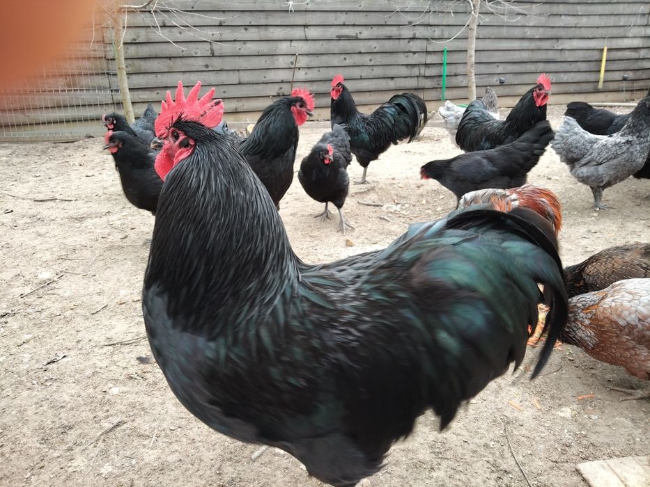 Vând 20 de pui australorp