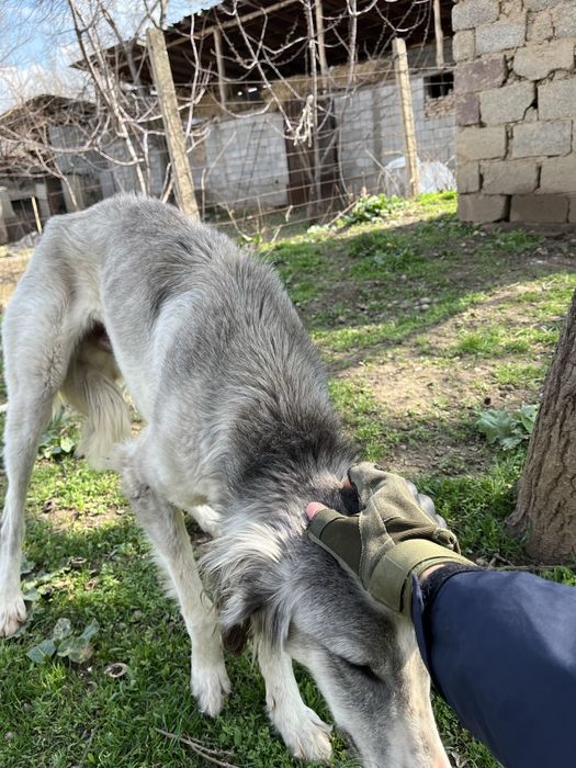 Тазы мощный