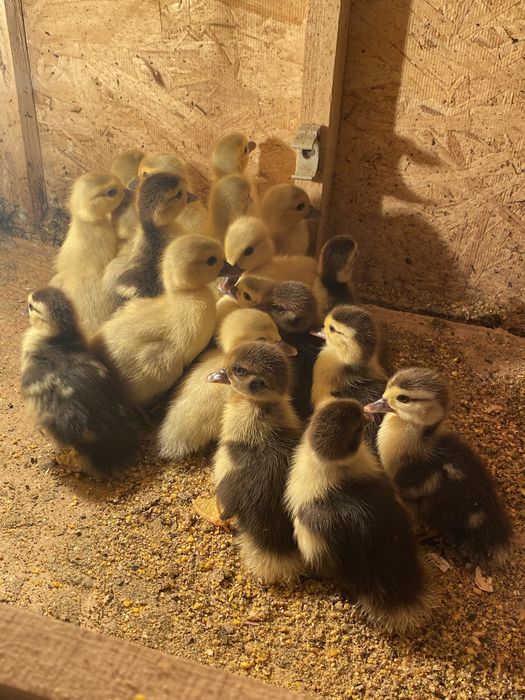 Индоутята индоутки