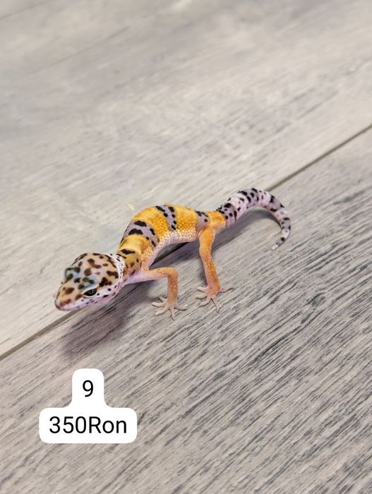 Soparla Gecko Leopard