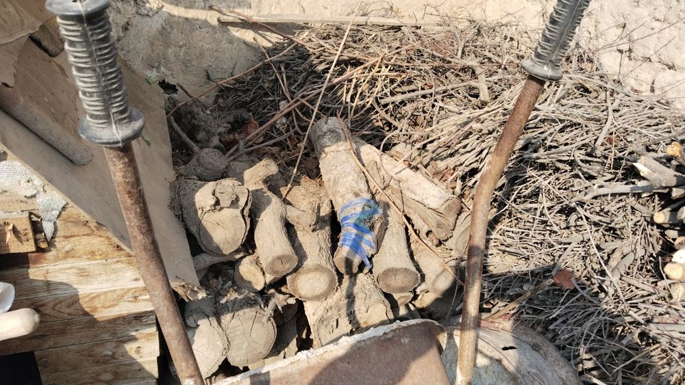 Тандир Боп отинлар