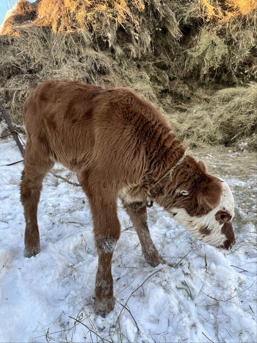 Бұзау, телёнок 10 кундик
