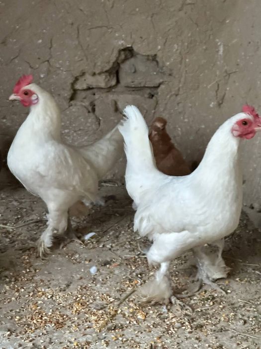 Tovuq yaponcha tuxum quyadi